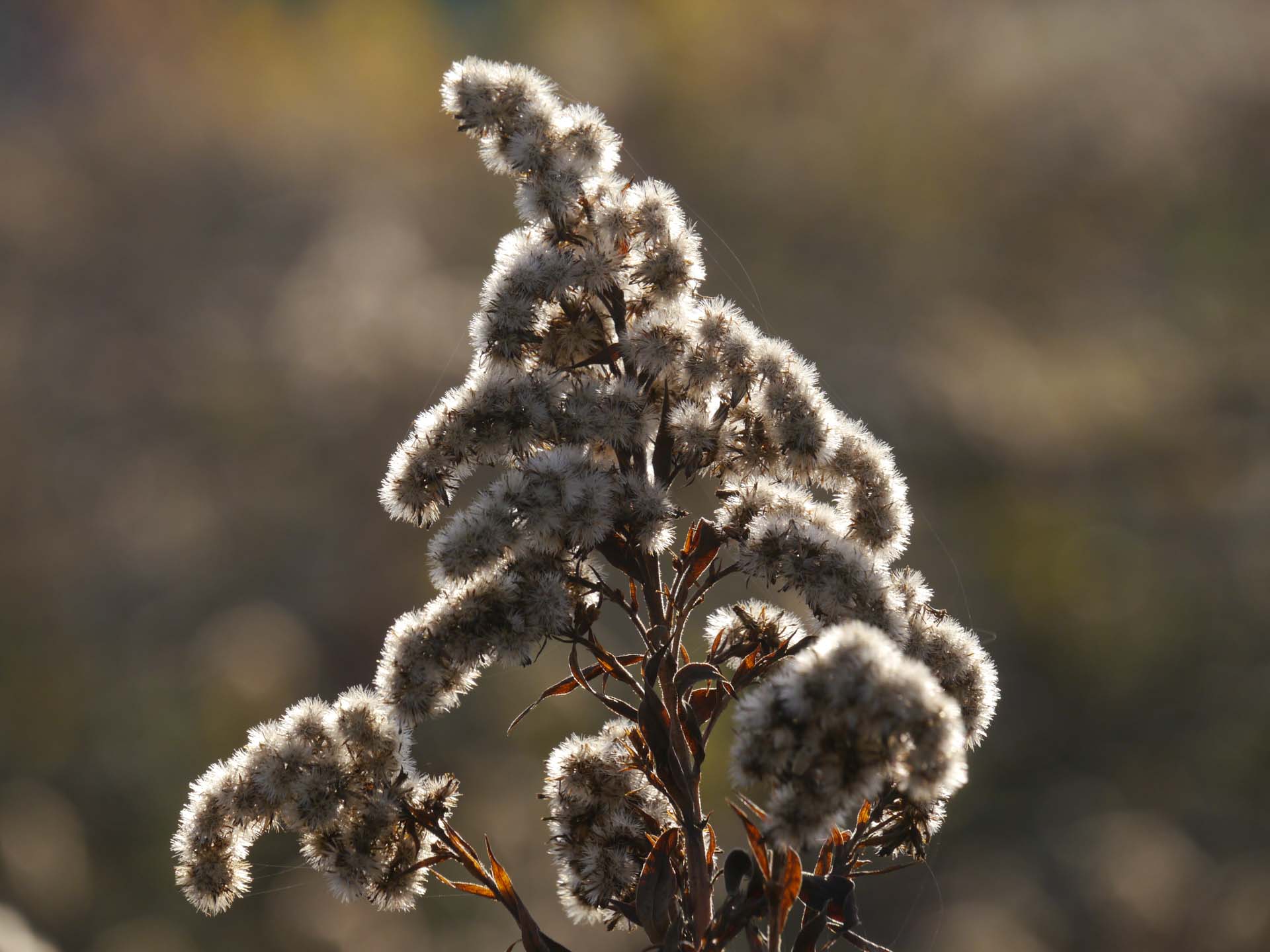 Foto: Rüdiger Ellebracht
