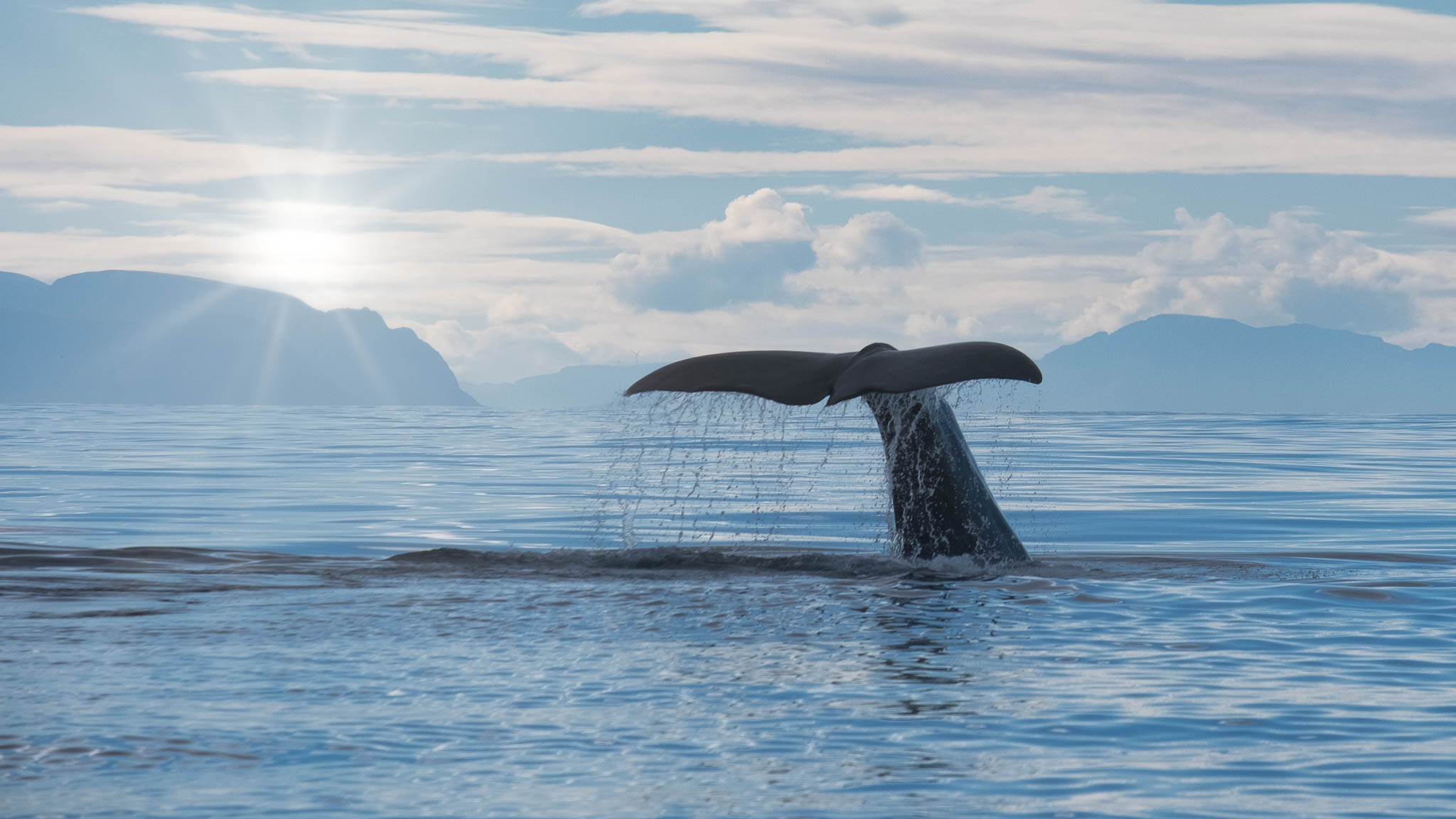 Whalewatching Andesnes