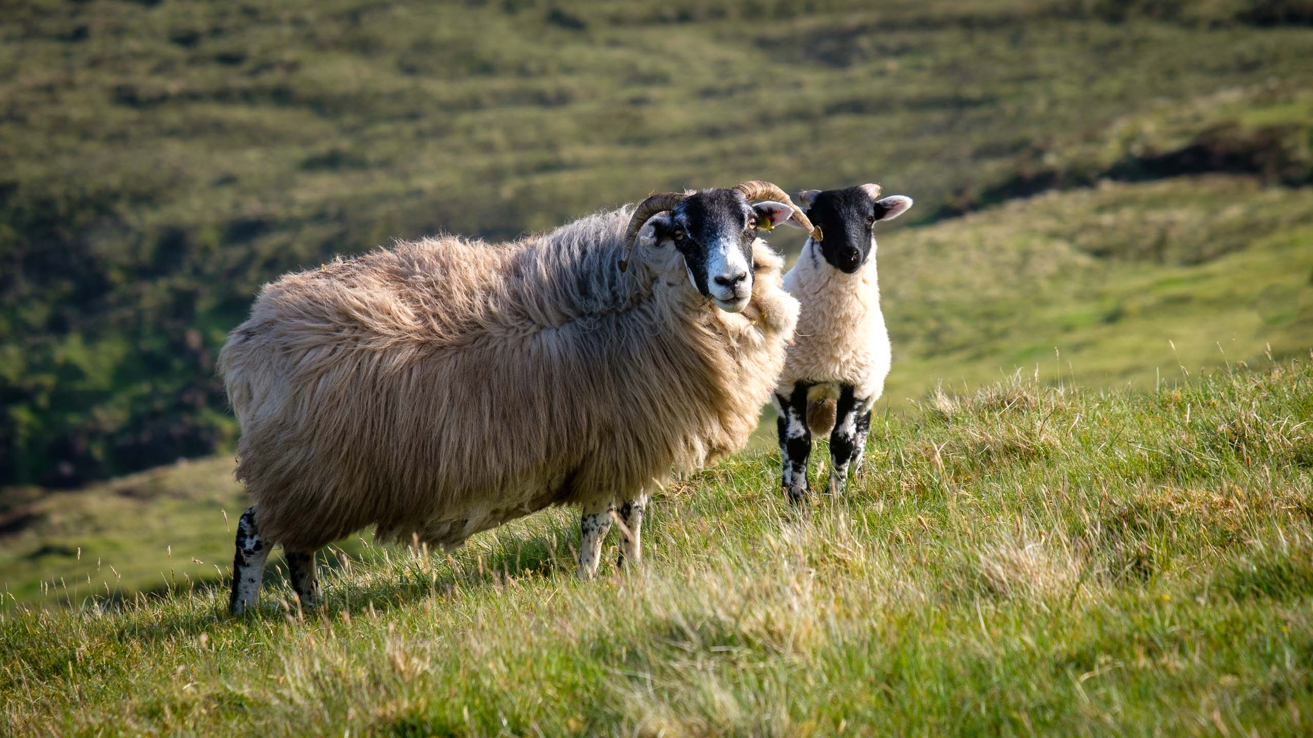 Ram Sheep surveying the Quiraing