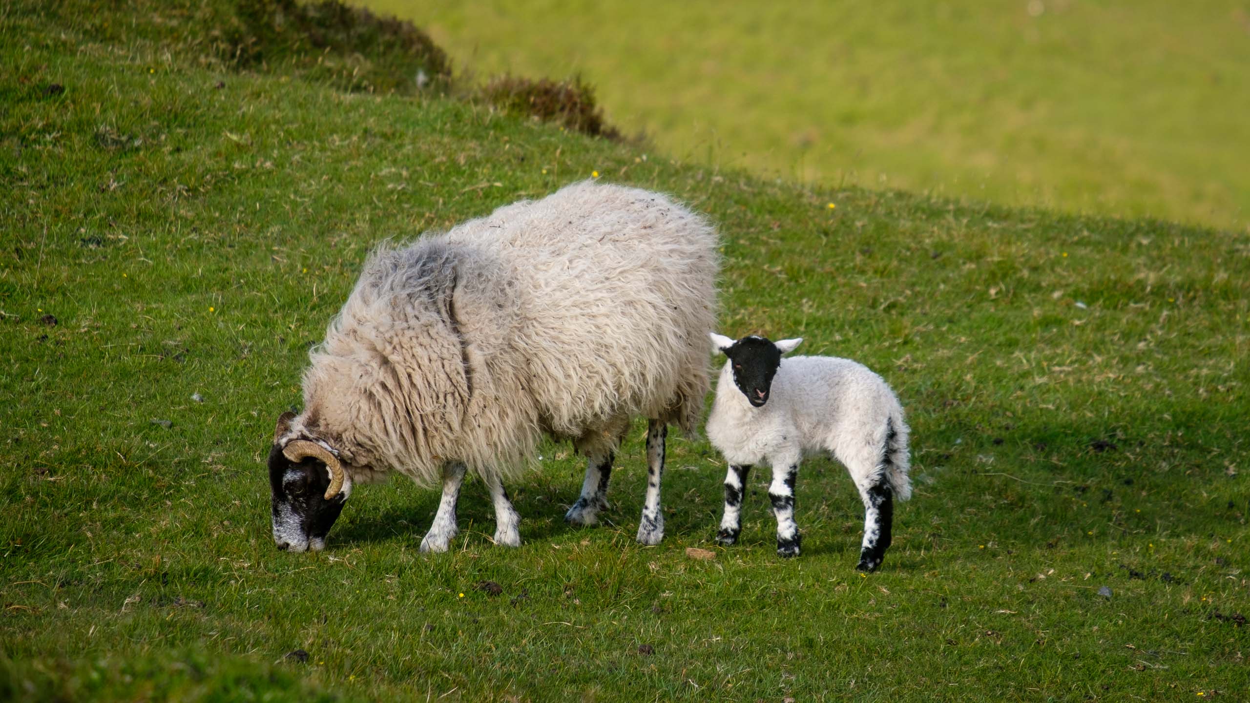 Ram Sheep