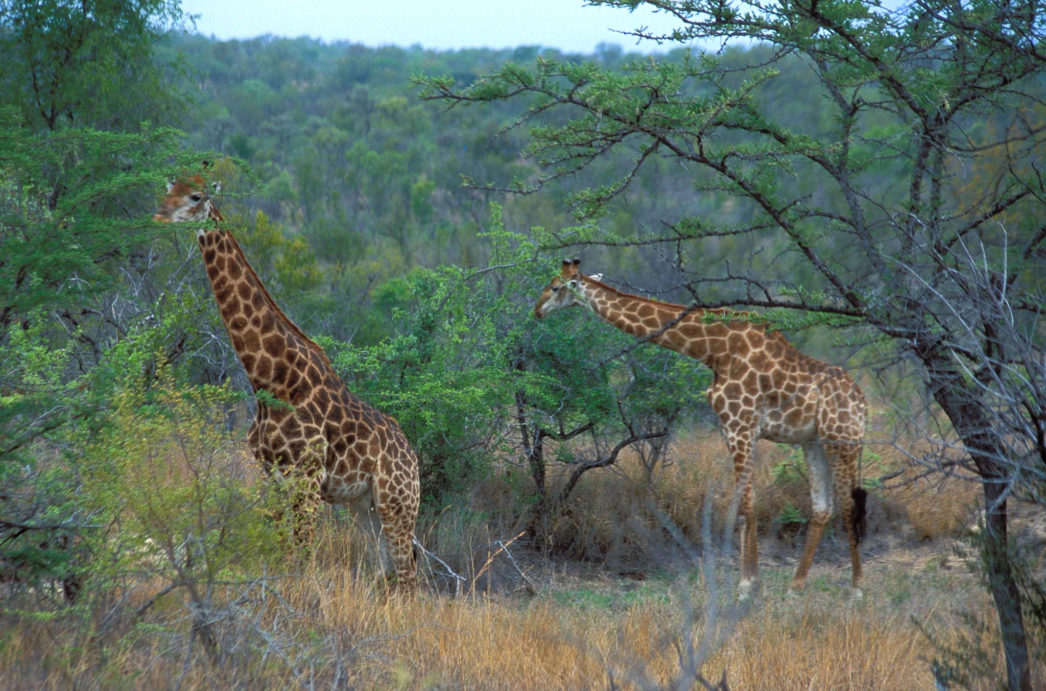 Krüger National Park
