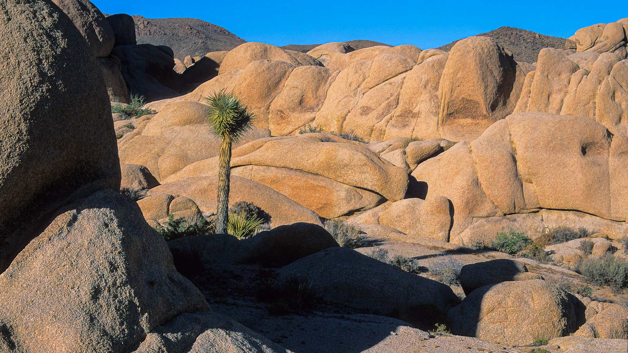 Joshua Tree NP