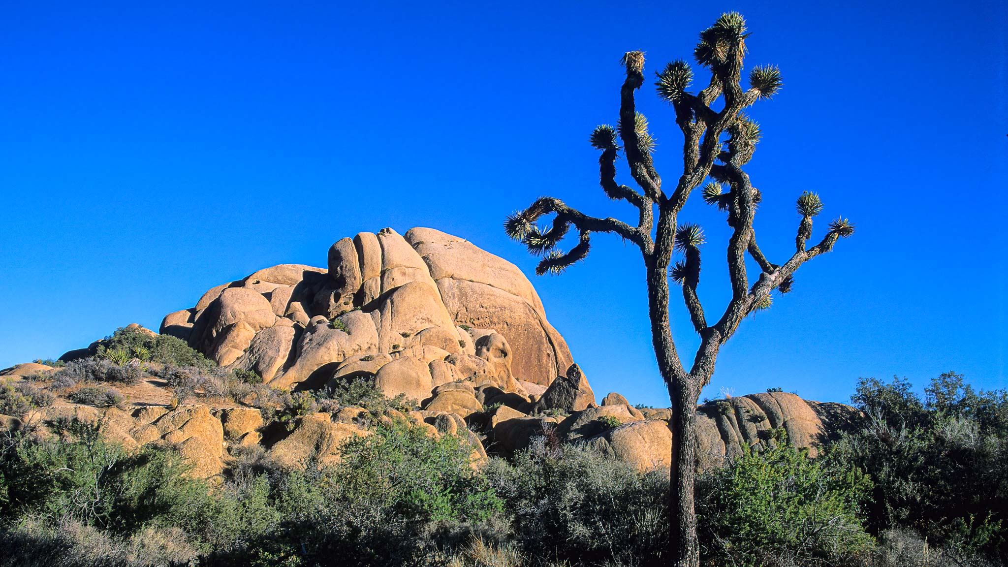 Joshua Tree NP