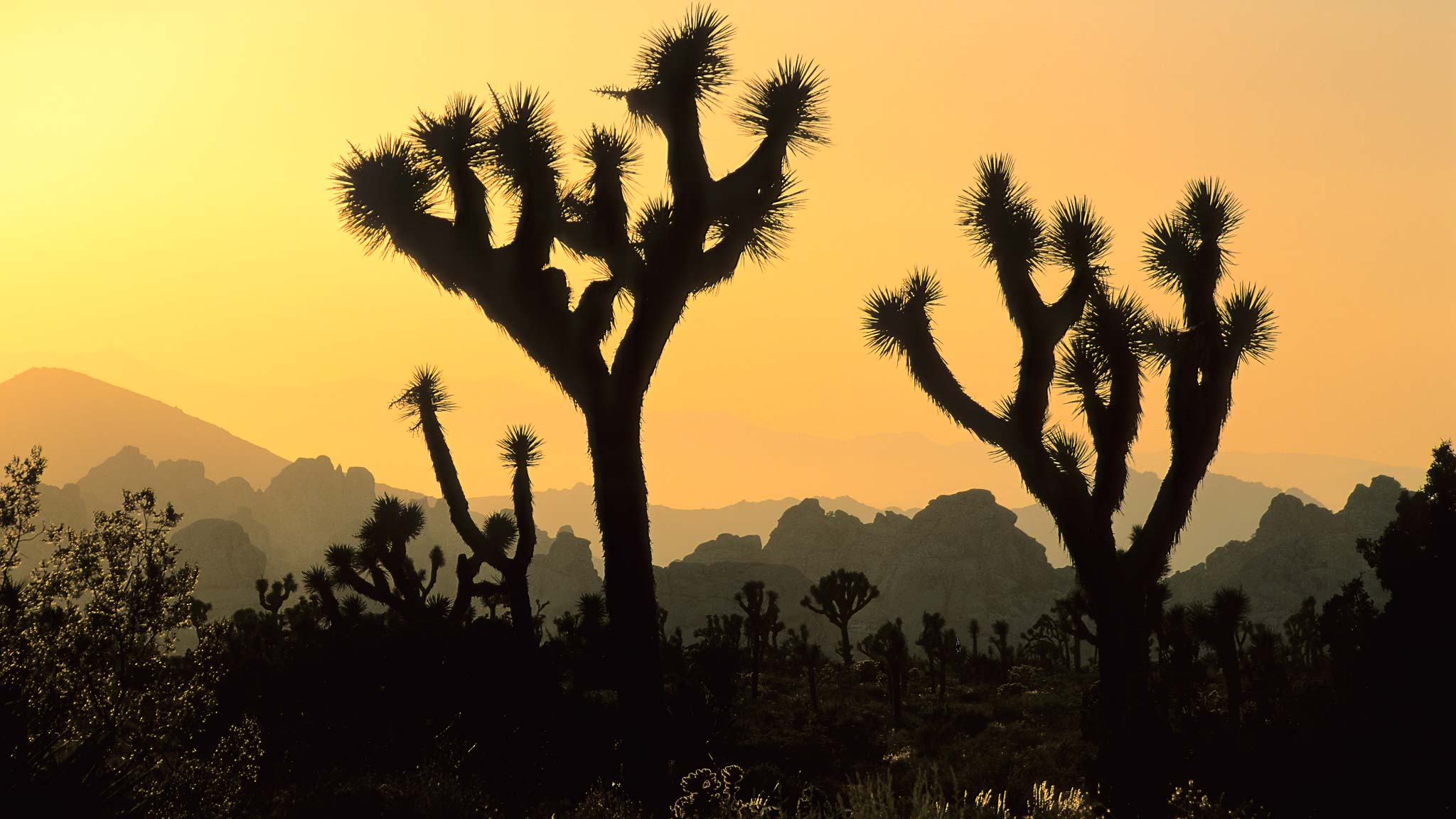 Joshua Tree NP