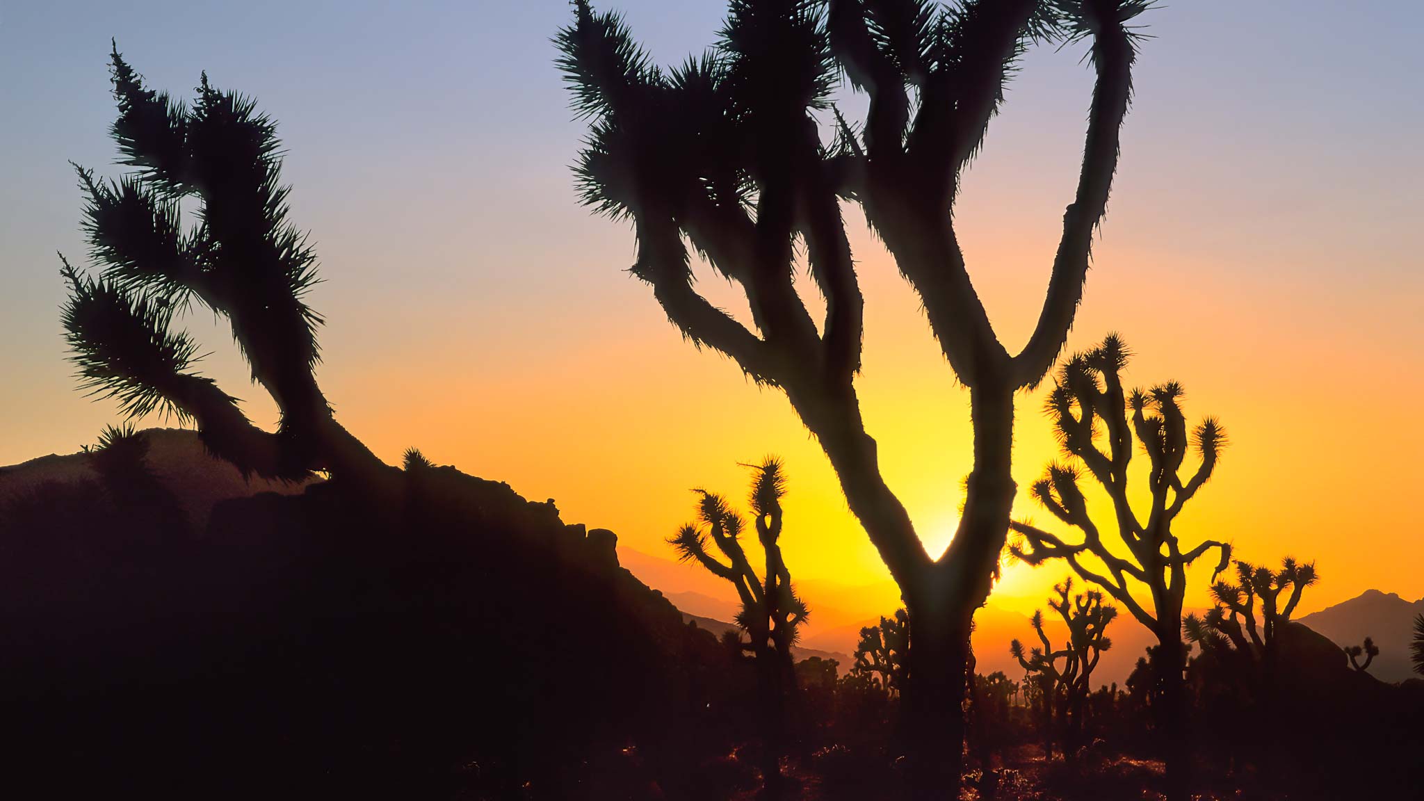 Joshua Tree NP