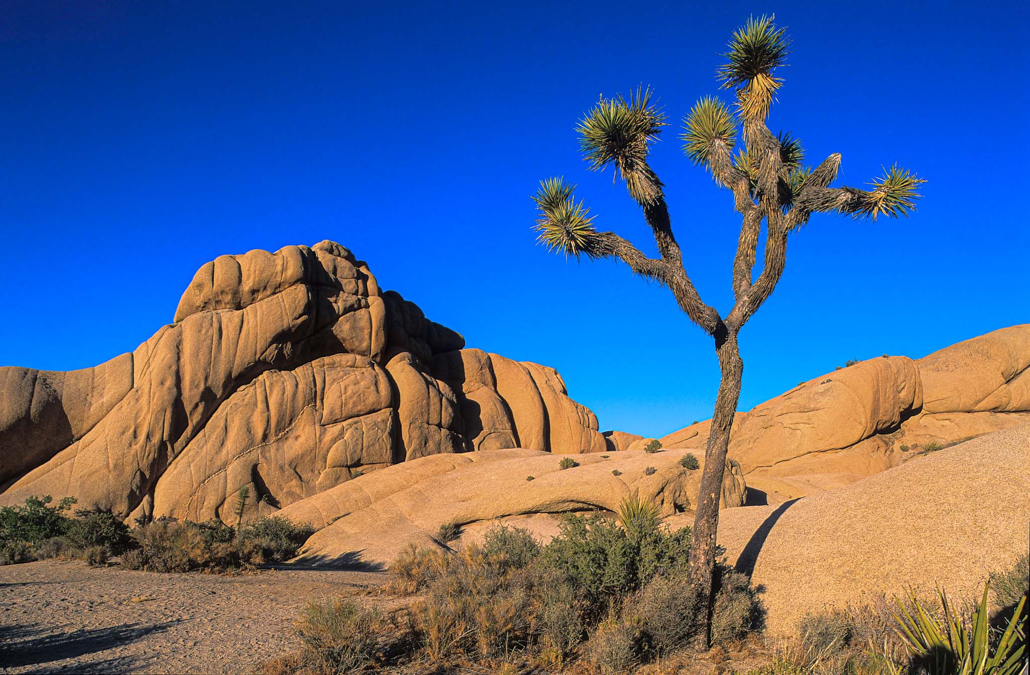 Joshua Tree NP