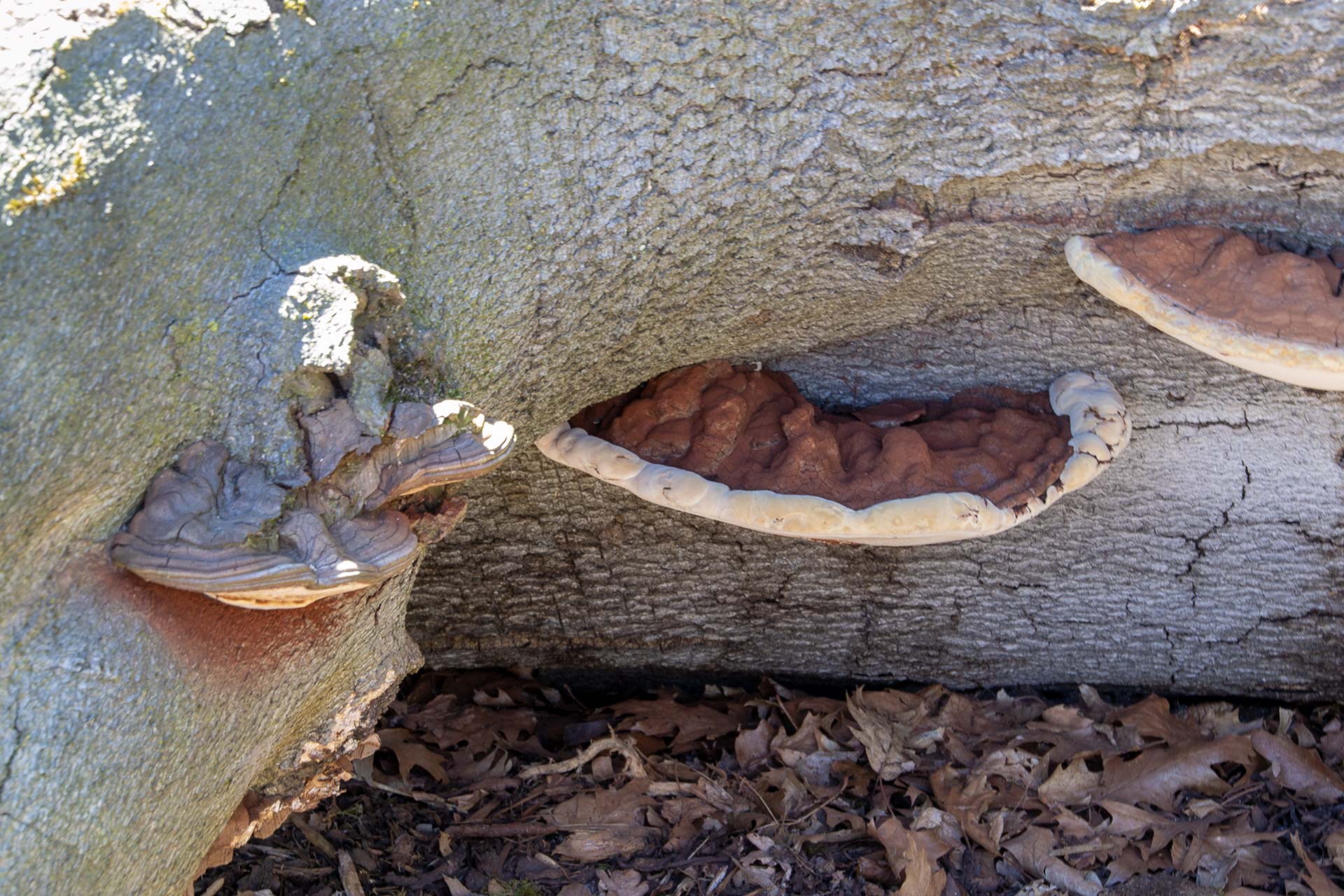 Foto: Susanne Falkenburg