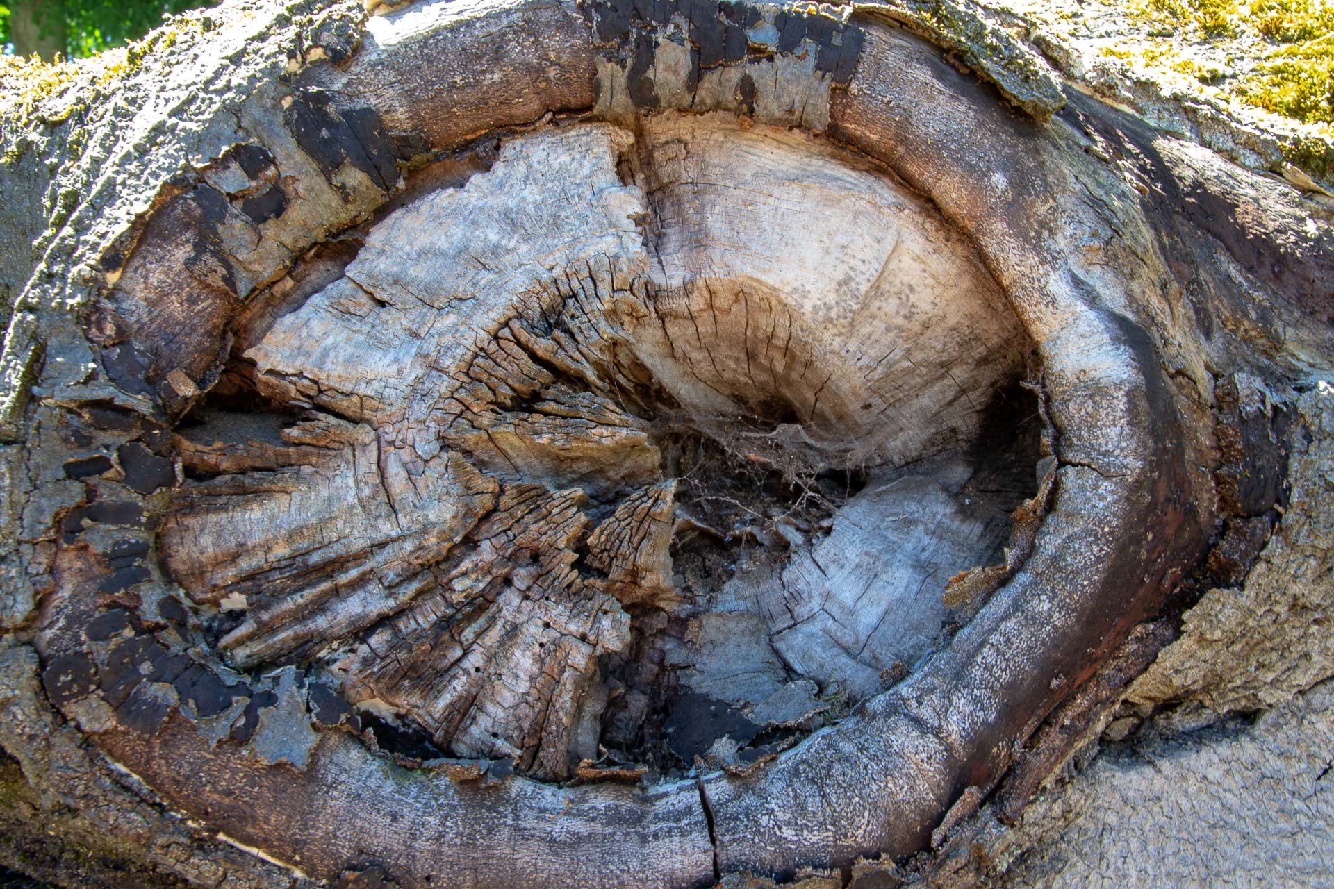 Foto: Susanne Falkenburg