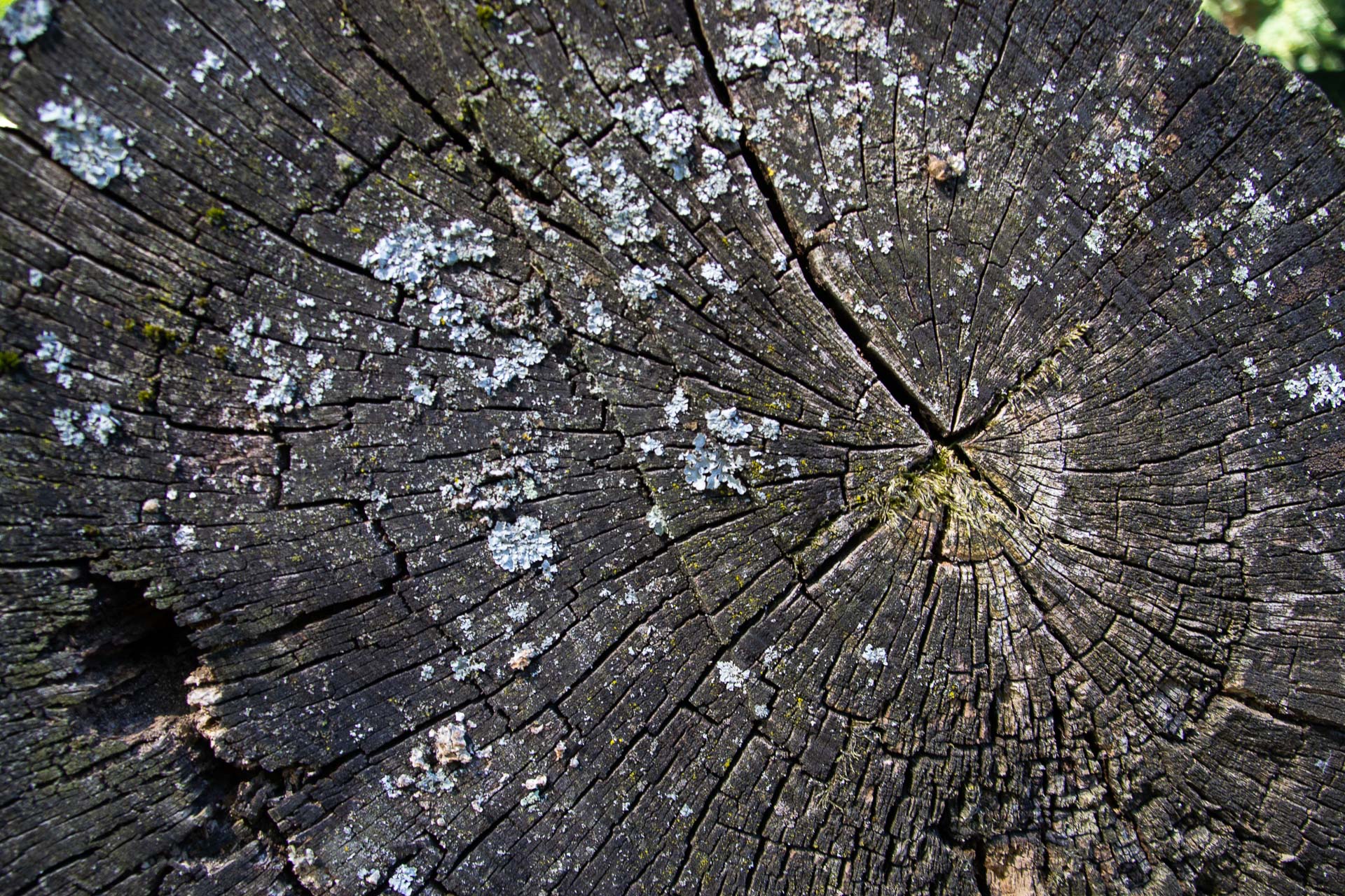 Foto: Susanne Falkenburg