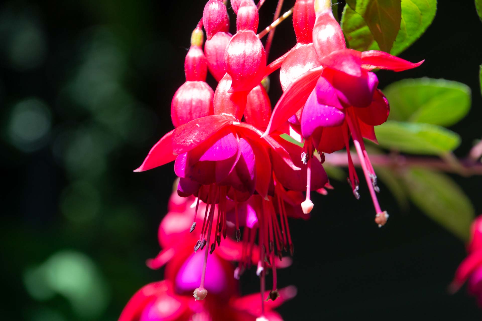 Foto: Susanne Falkenburg