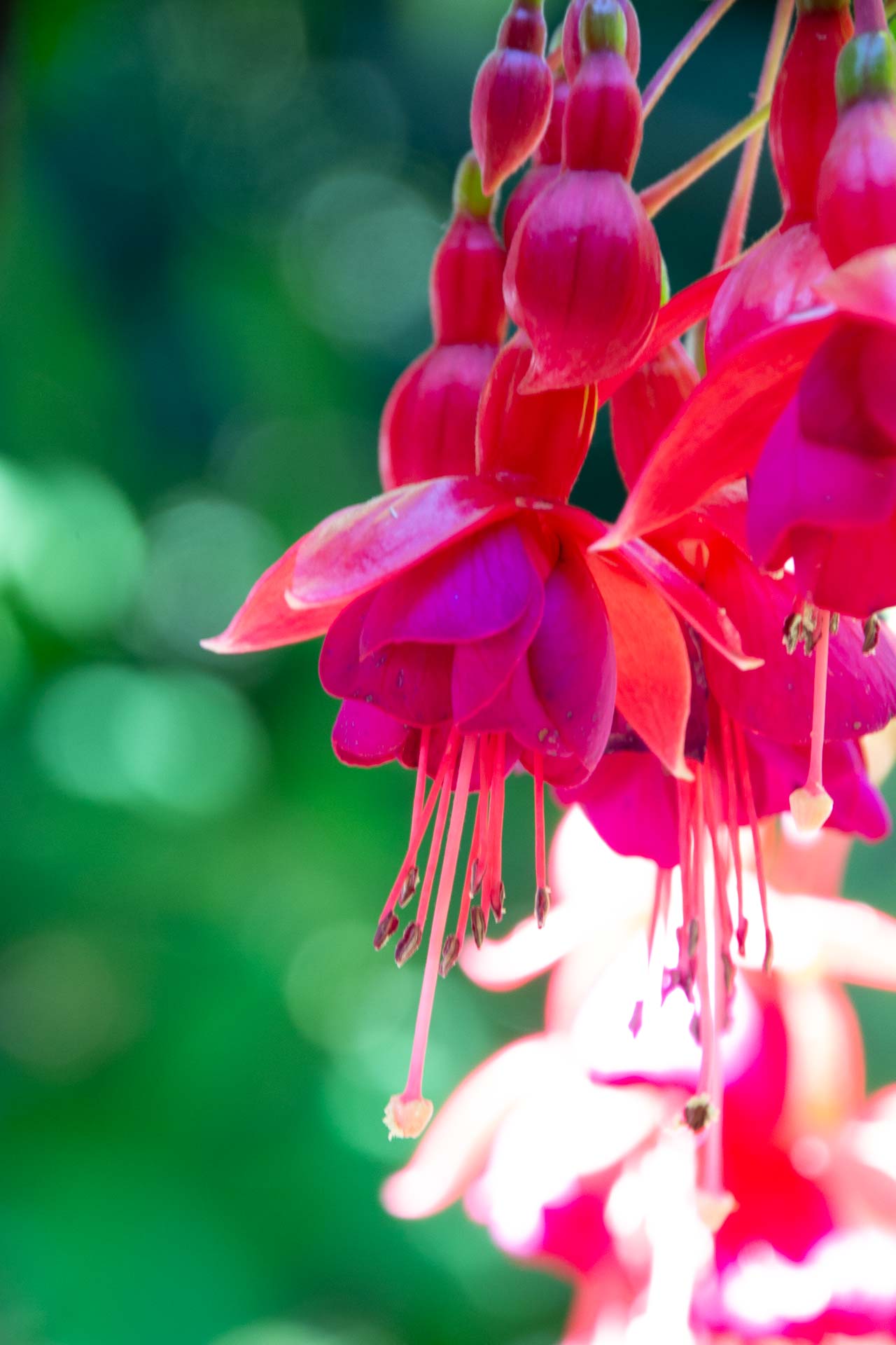 Foto: Susanne Falkenburg