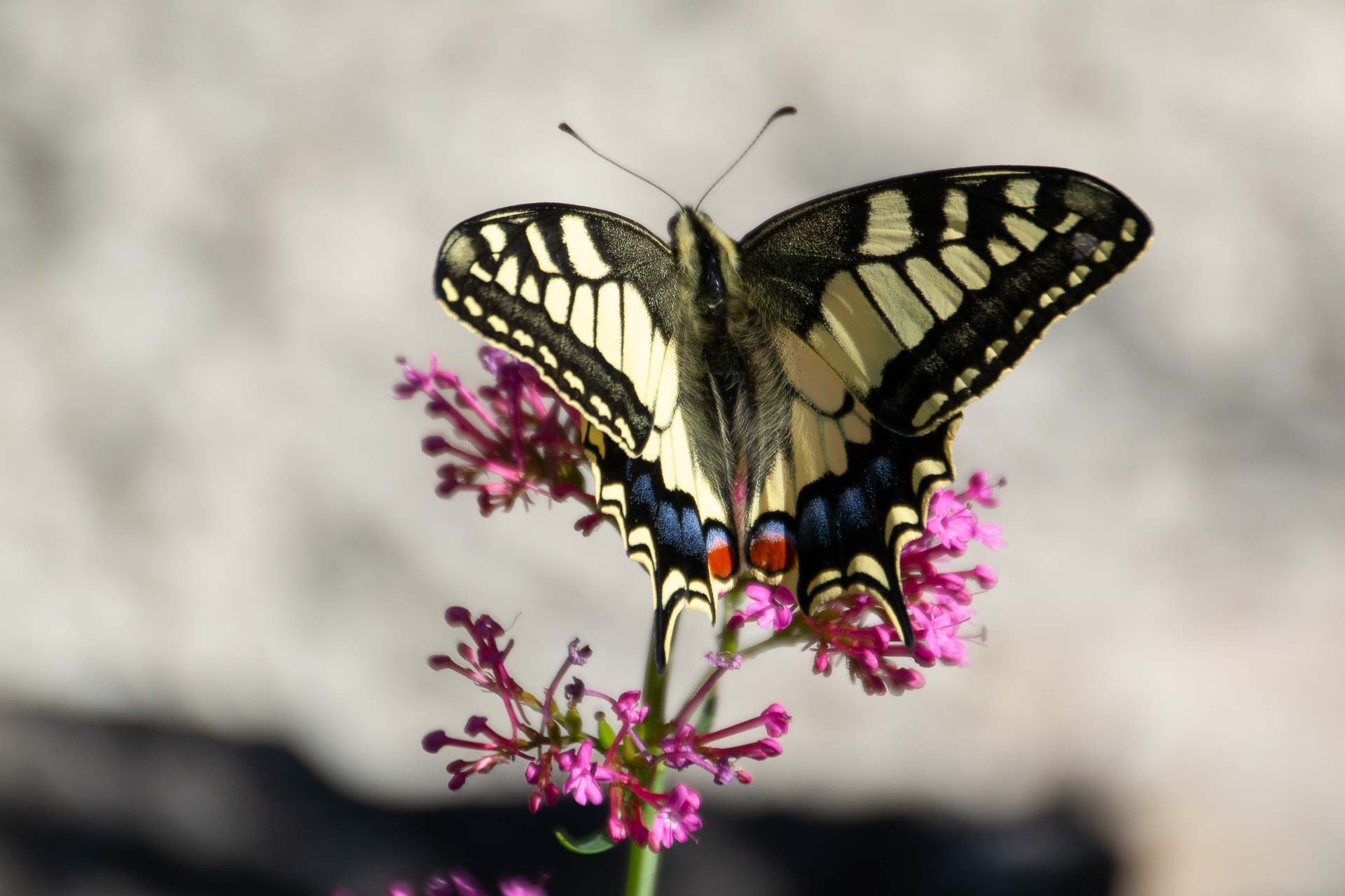 Foto: Susanne Falkenburg