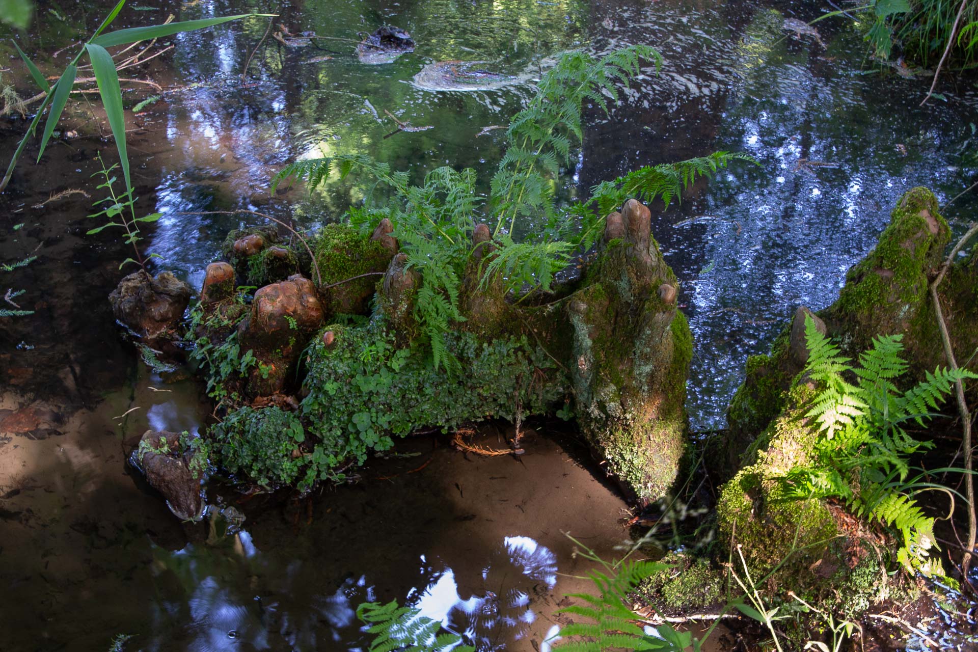 Foto: Susanne Falkenburg