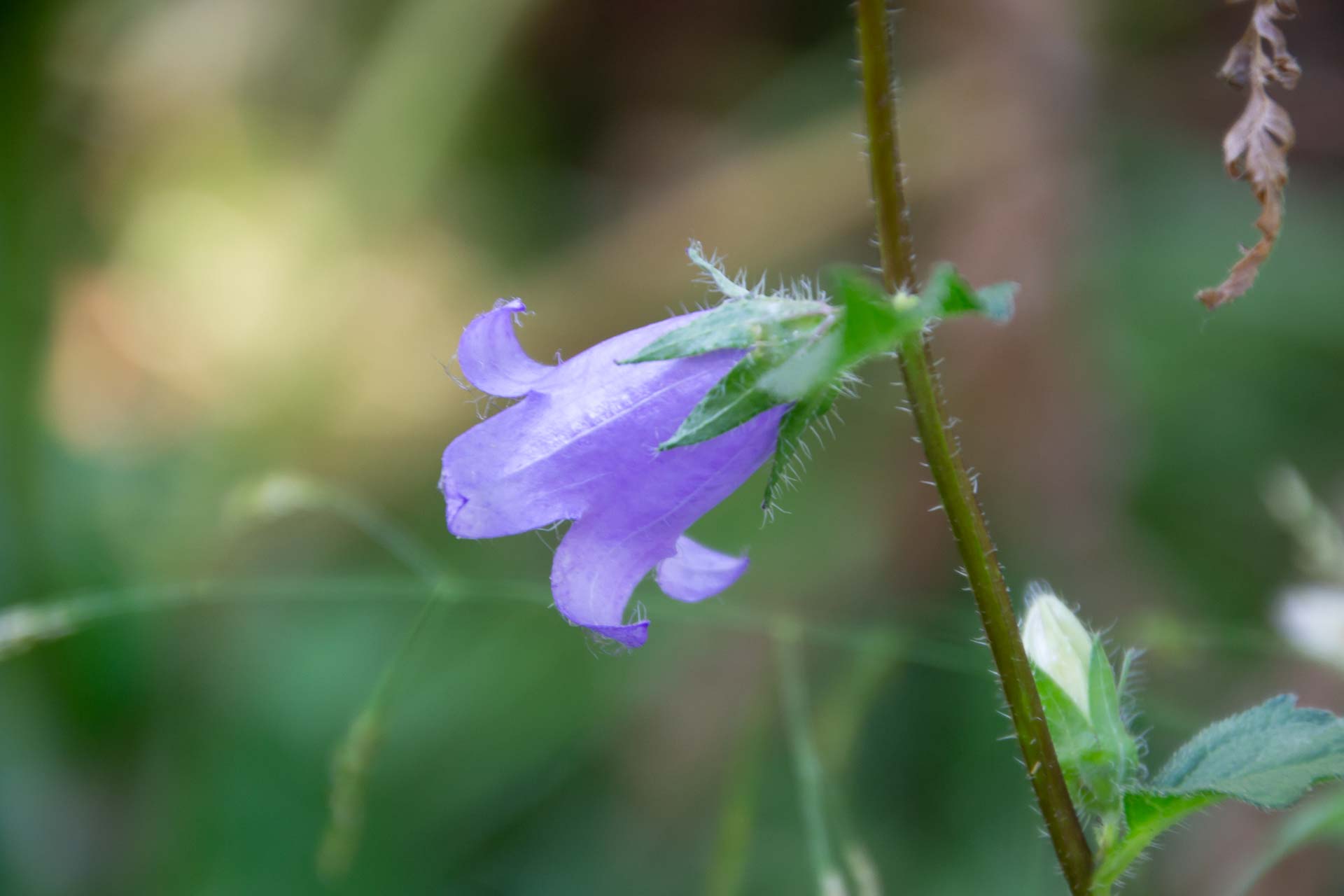 Foto: Susanne Falkenburg