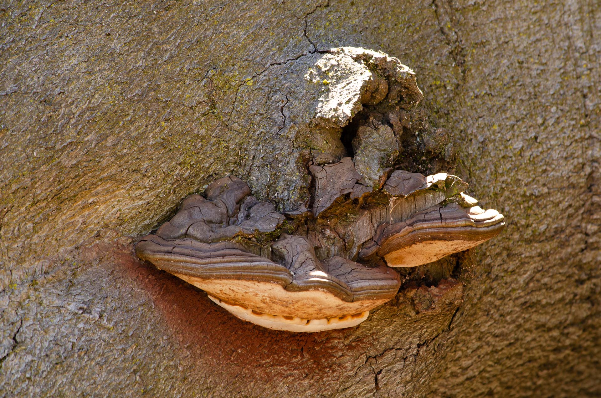 Foto: Bärbel Supthut