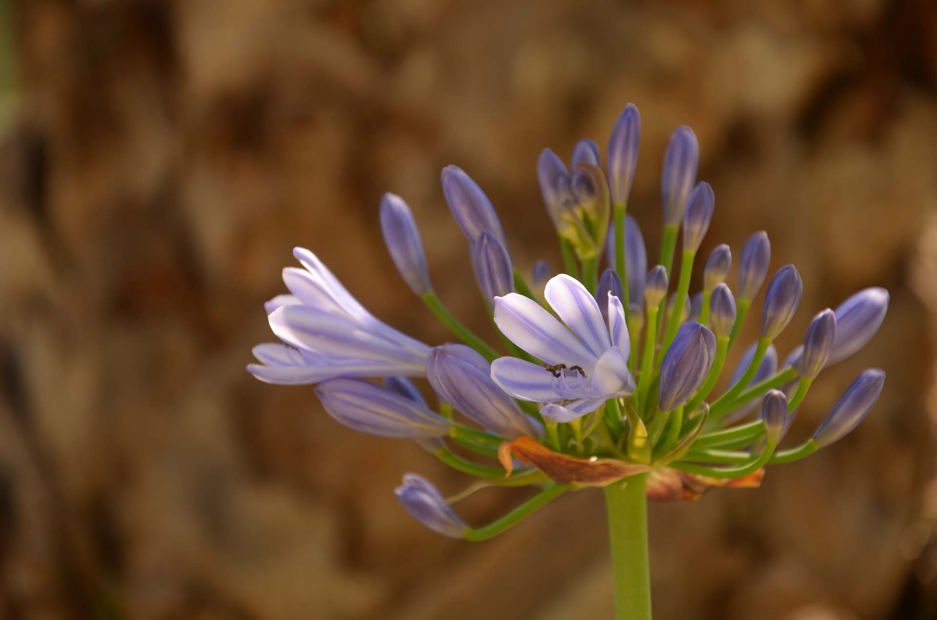 Foto: Bärbel Supthut