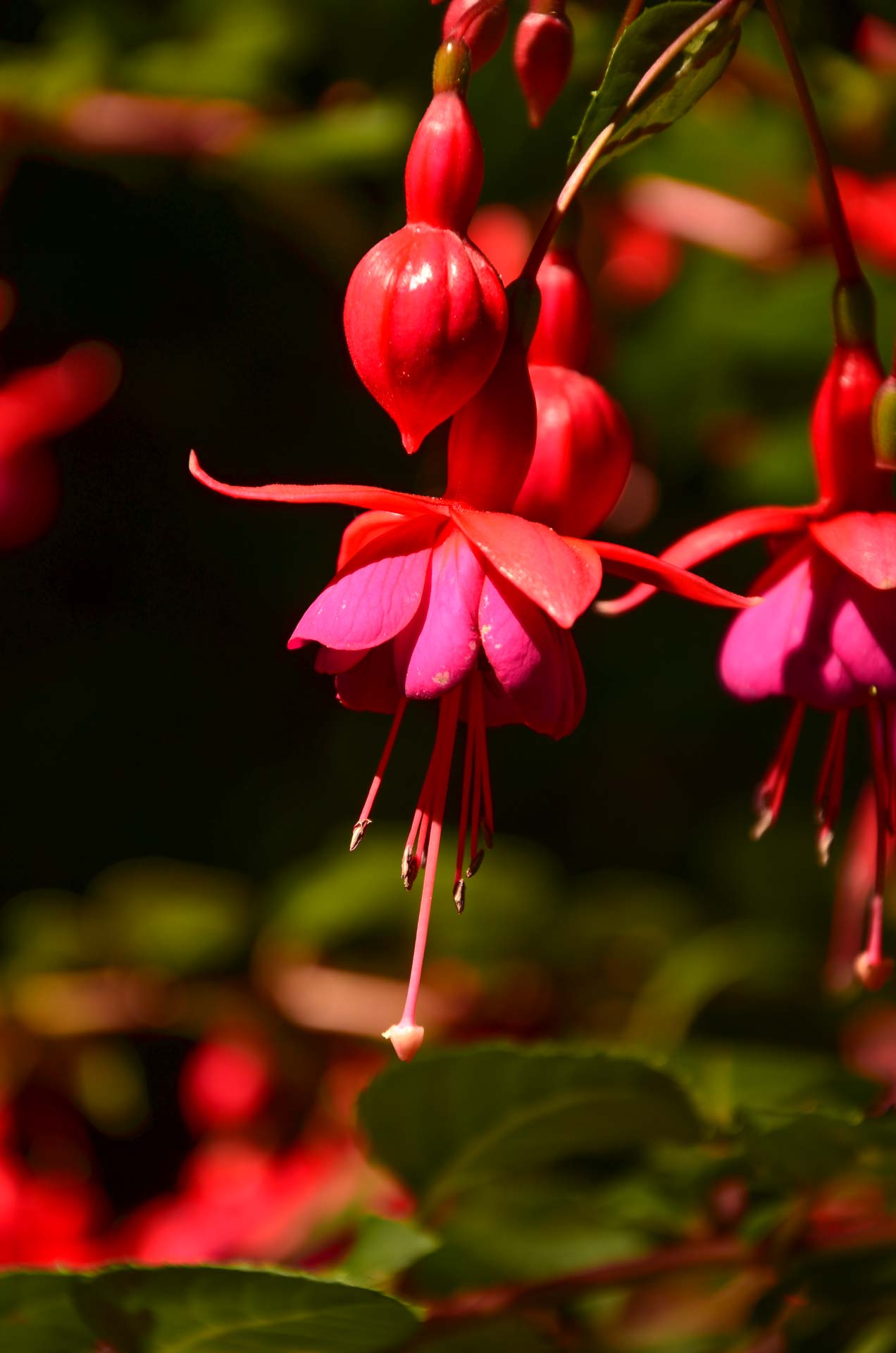 Foto: Bärbel Supthut