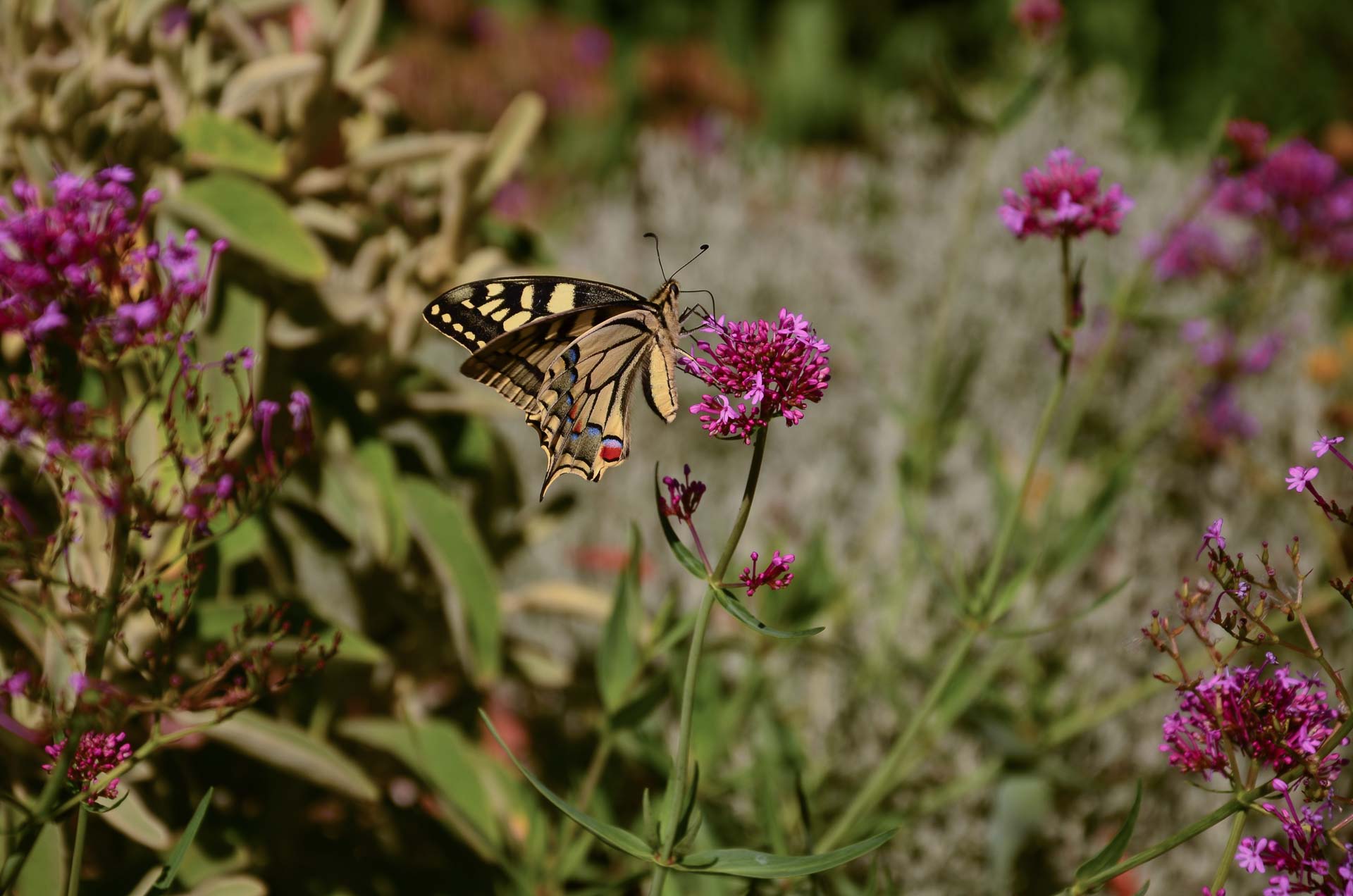 Foto: Bärbel Supthut