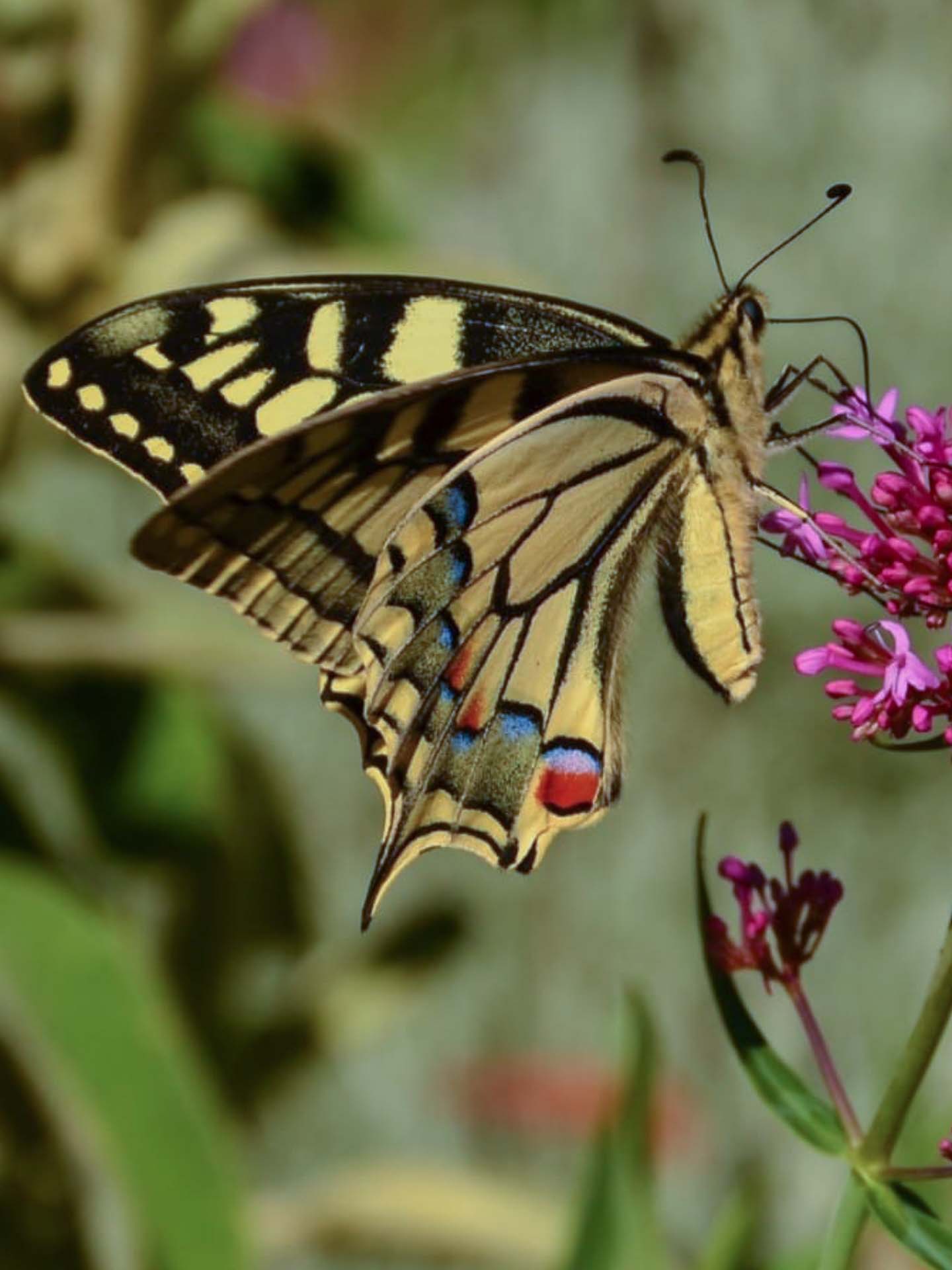 Foto: Bärbel Supthut