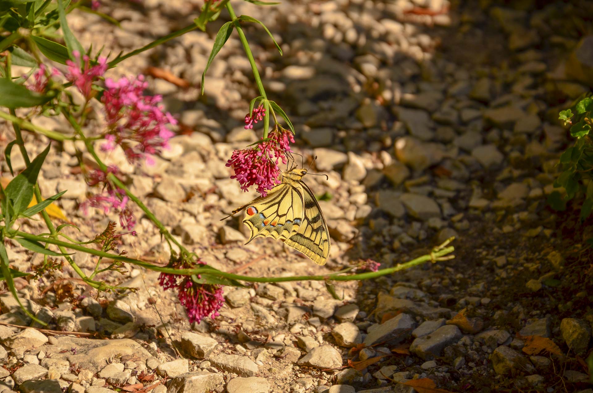 Foto: Bärbel Supthut