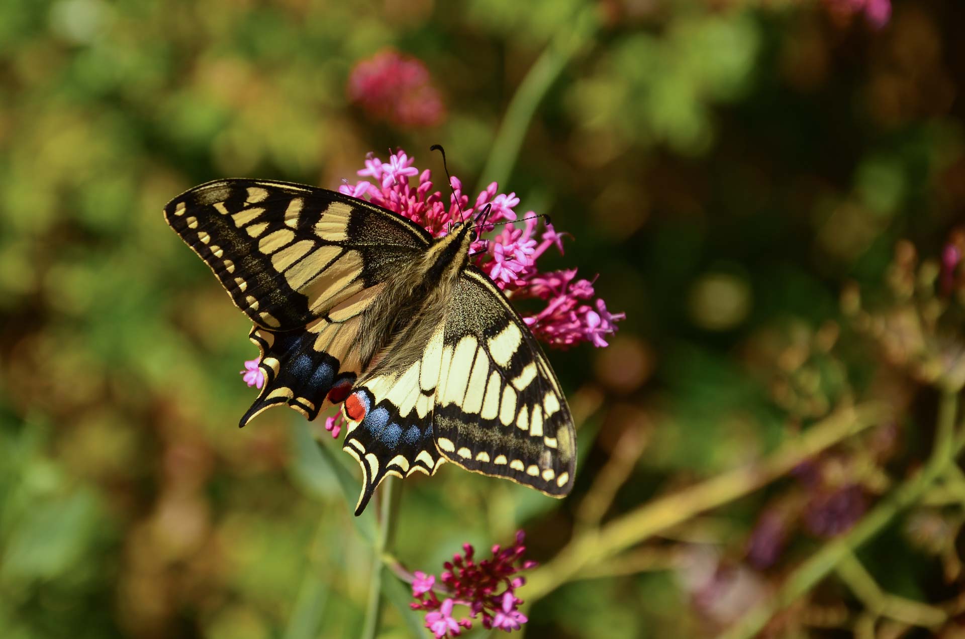 Foto: Bärbel Supthut