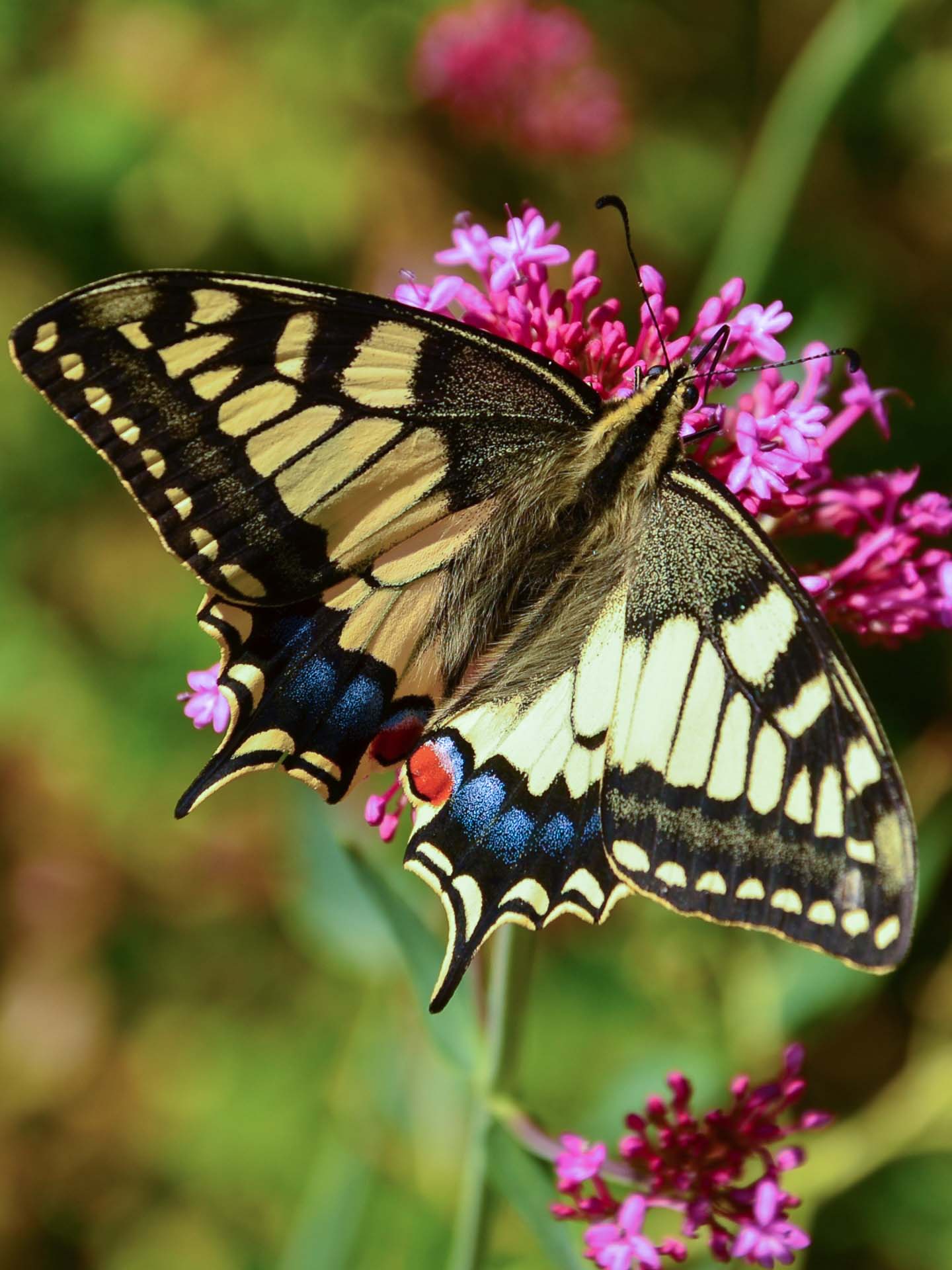 Foto: Bärbel Supthut