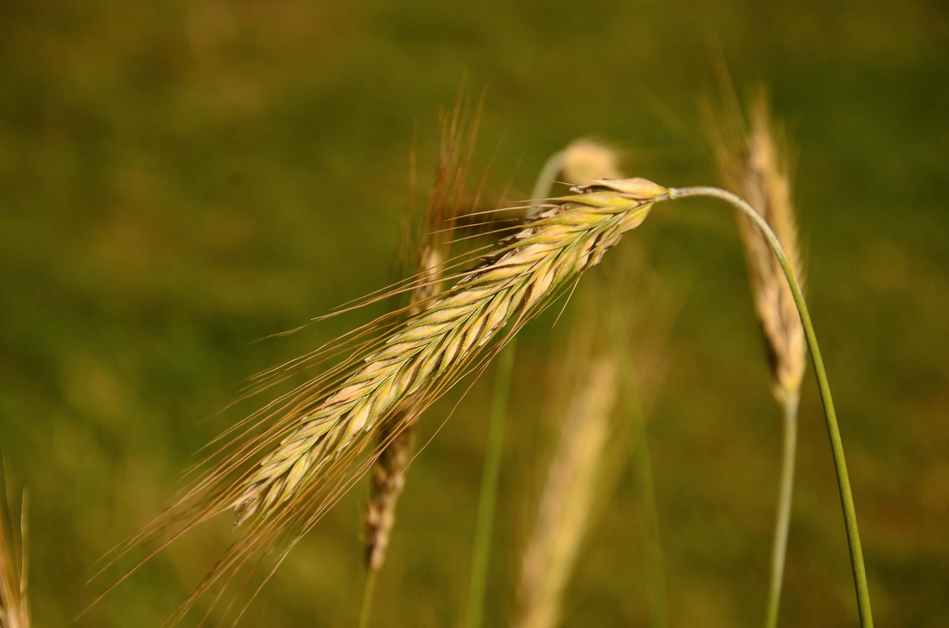 Foto: Bärbel Supthut