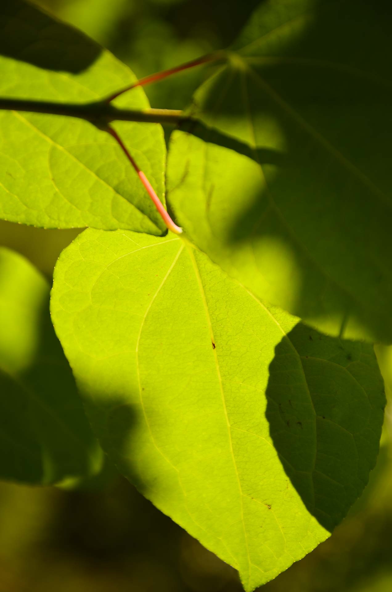 Foto: Bärbel Supthut