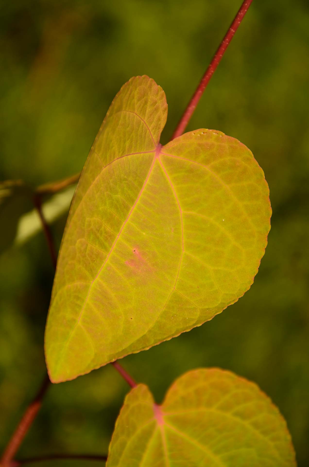 Foto: Bärbel Supthut