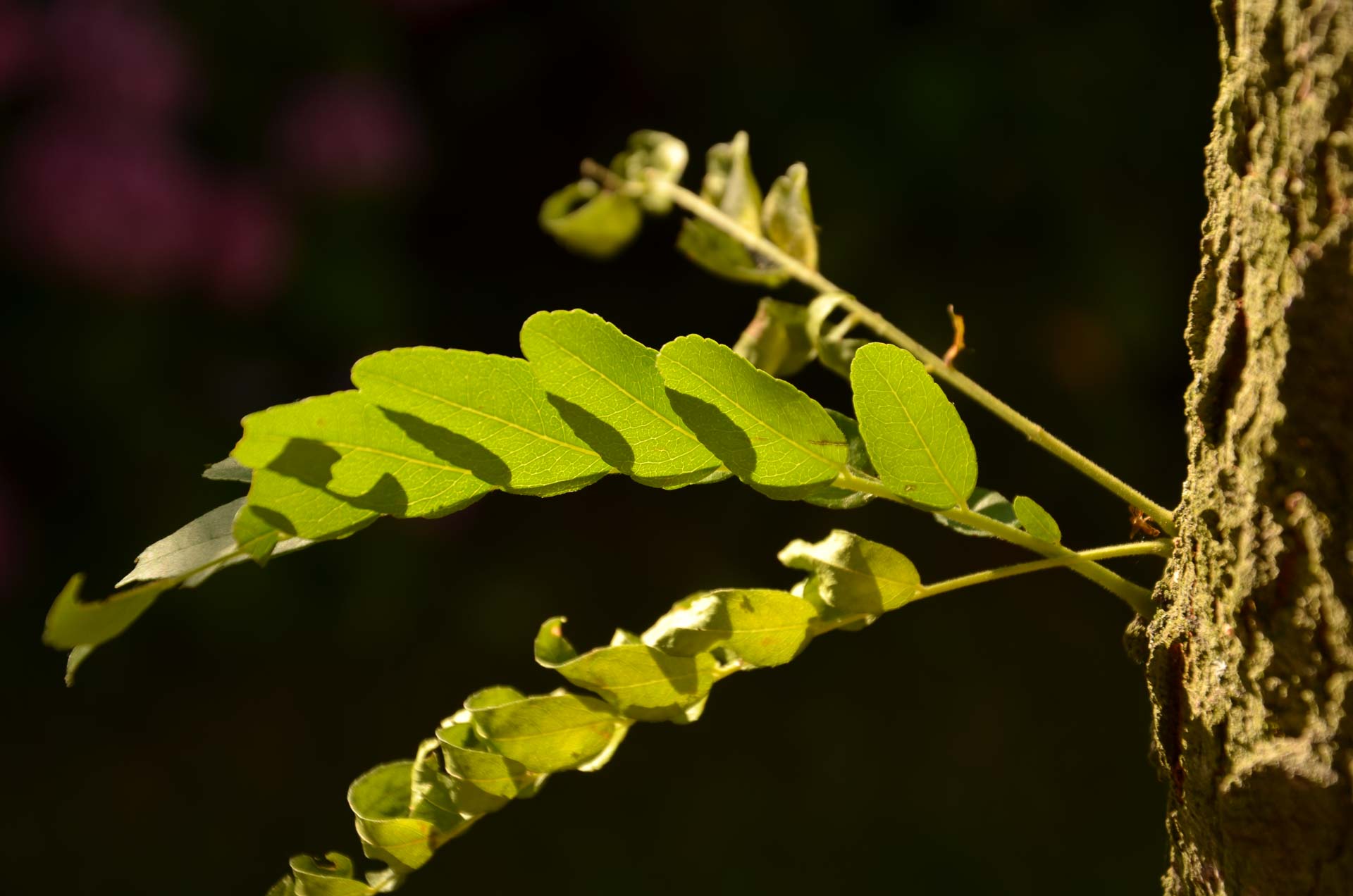 Foto: Bärbel Supthut