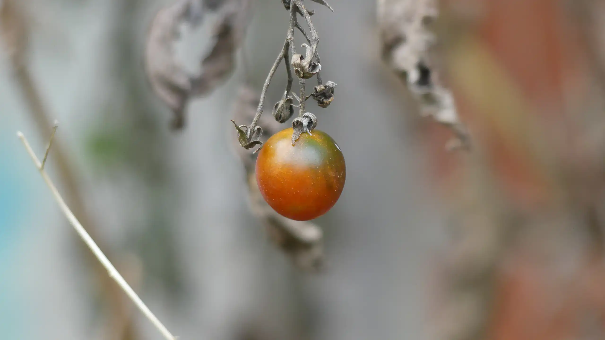 Foto Silke Worms-Dressing