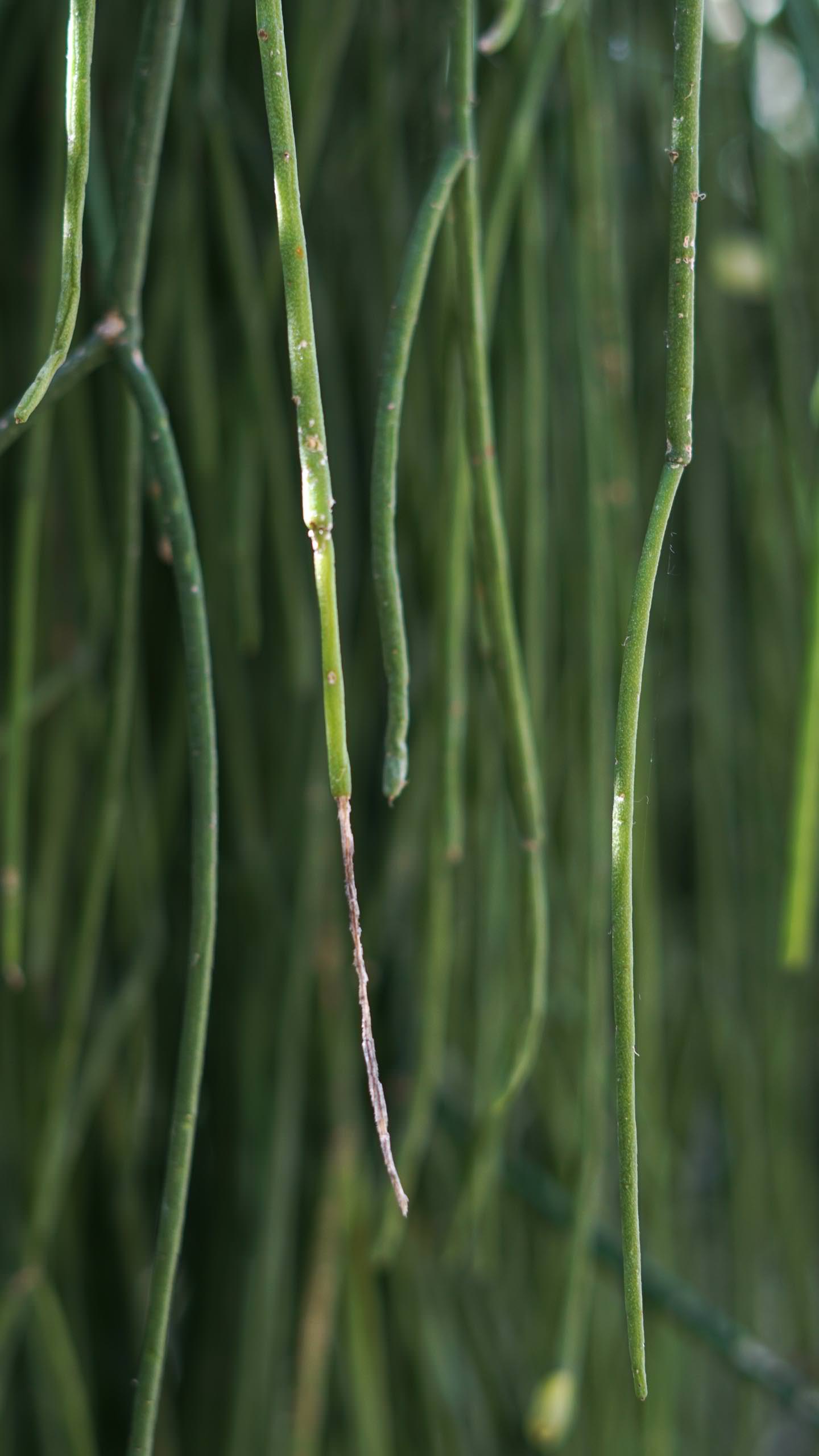 Foto: Cathrin Stegemann-Wibbelt