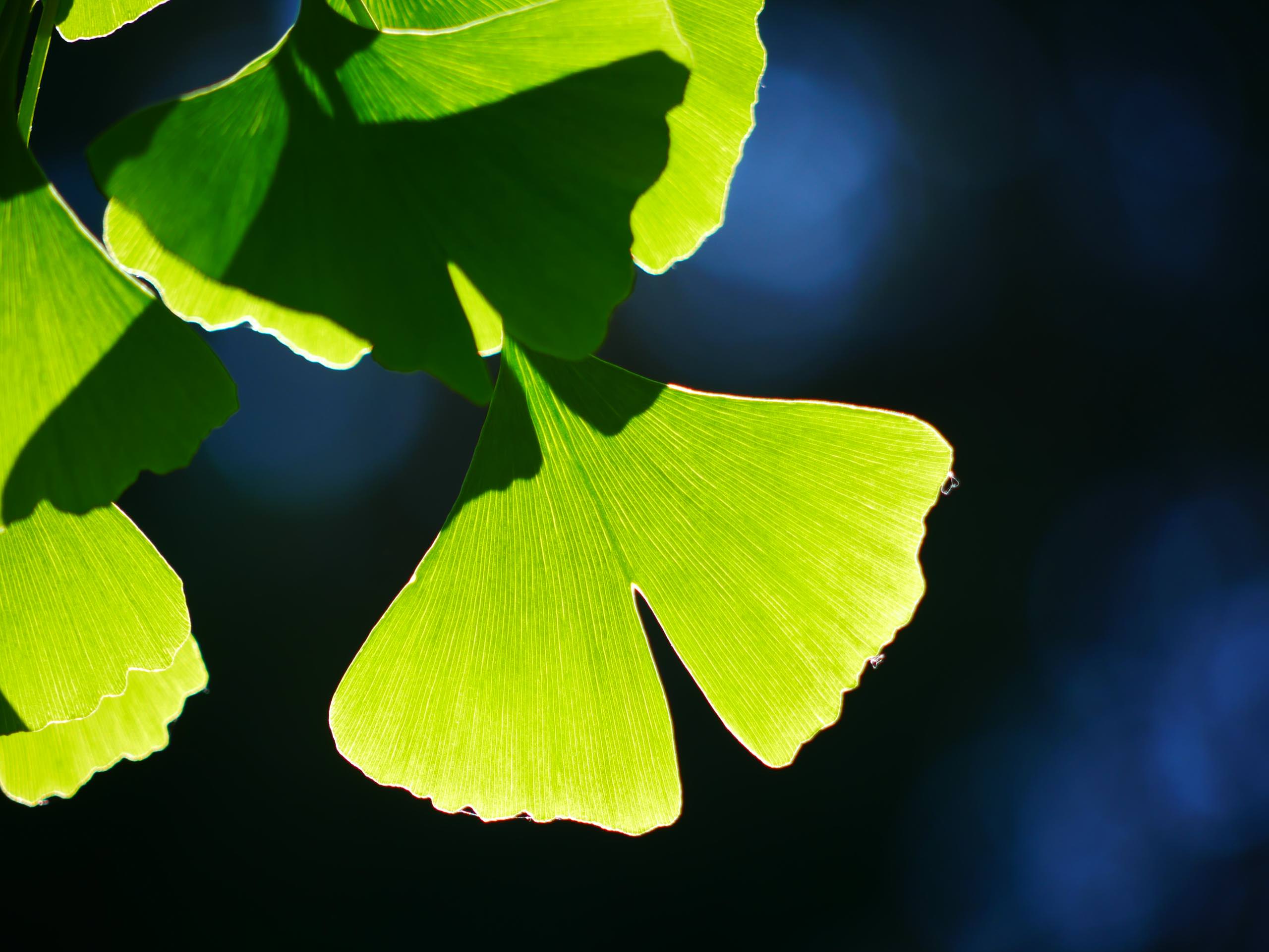 Foto: Alexandra Vetter